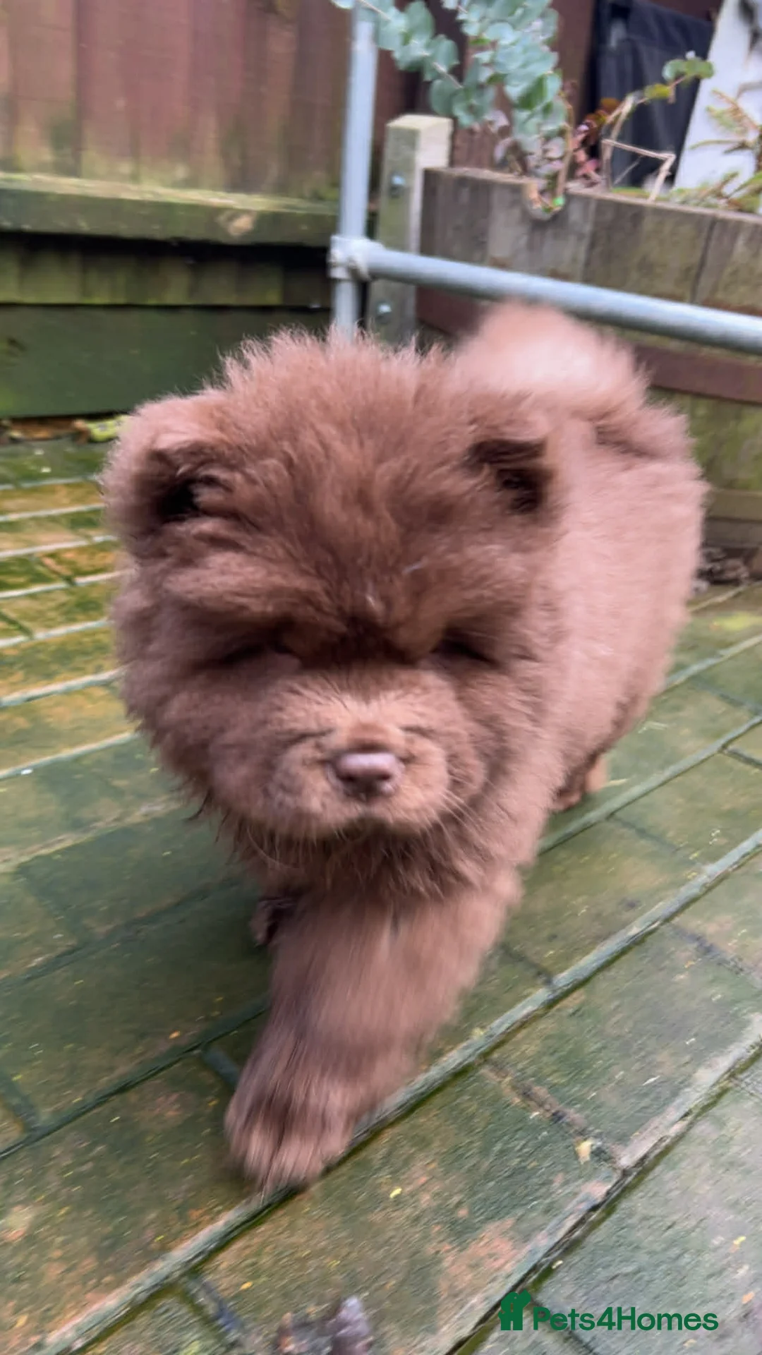Chow Chow dogs for sale: Rough Coat Chow Chow Puppies in Peterborough - Advert 25