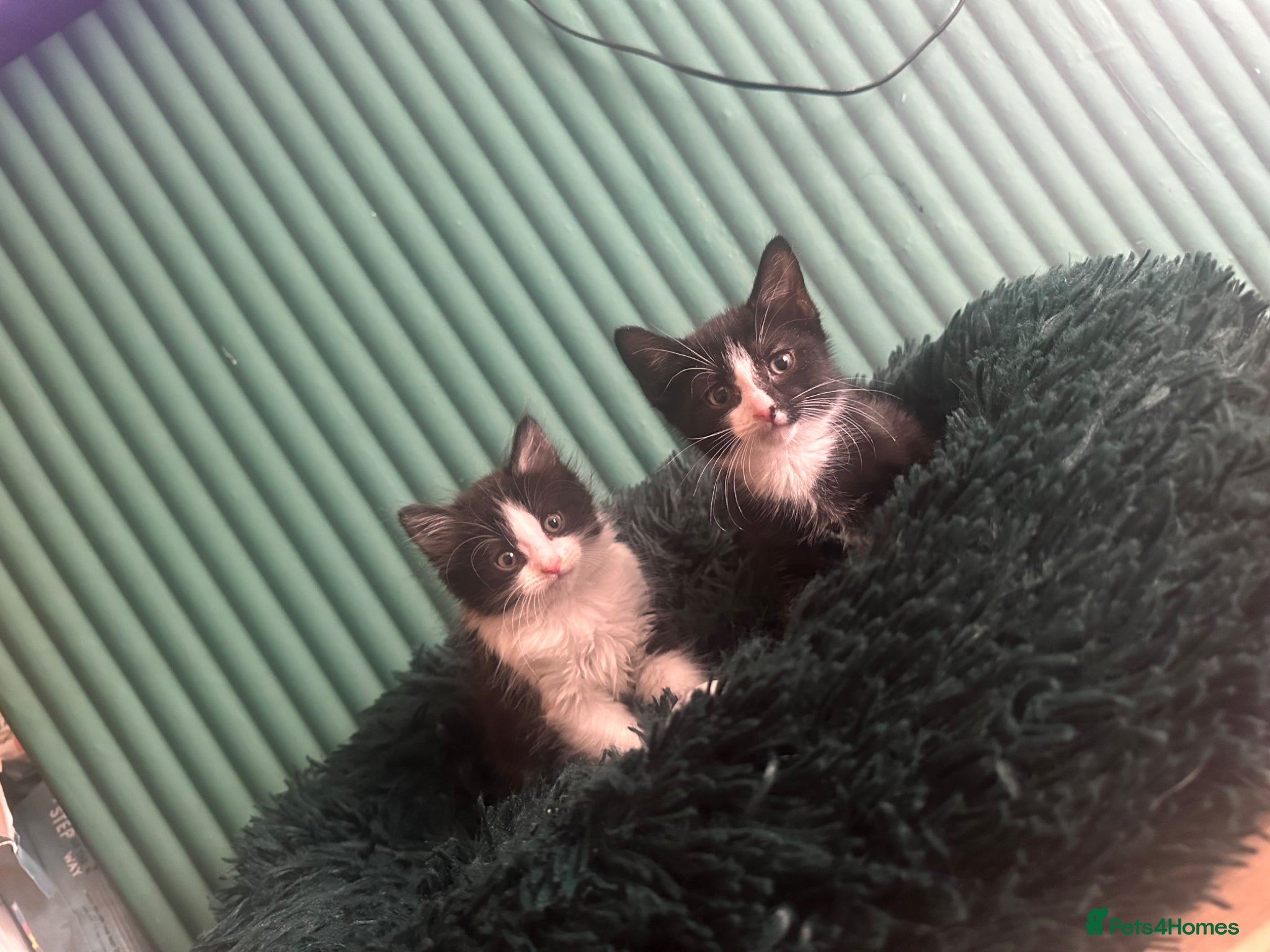 Mixed Breed cats for sale: Long hair kittens  - Advert 8