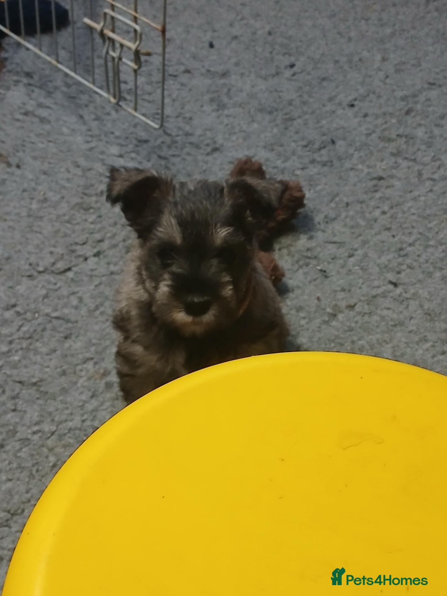 Miniature Schnauzer dogs Miniature shnauzer last remaining girl - Advert 2