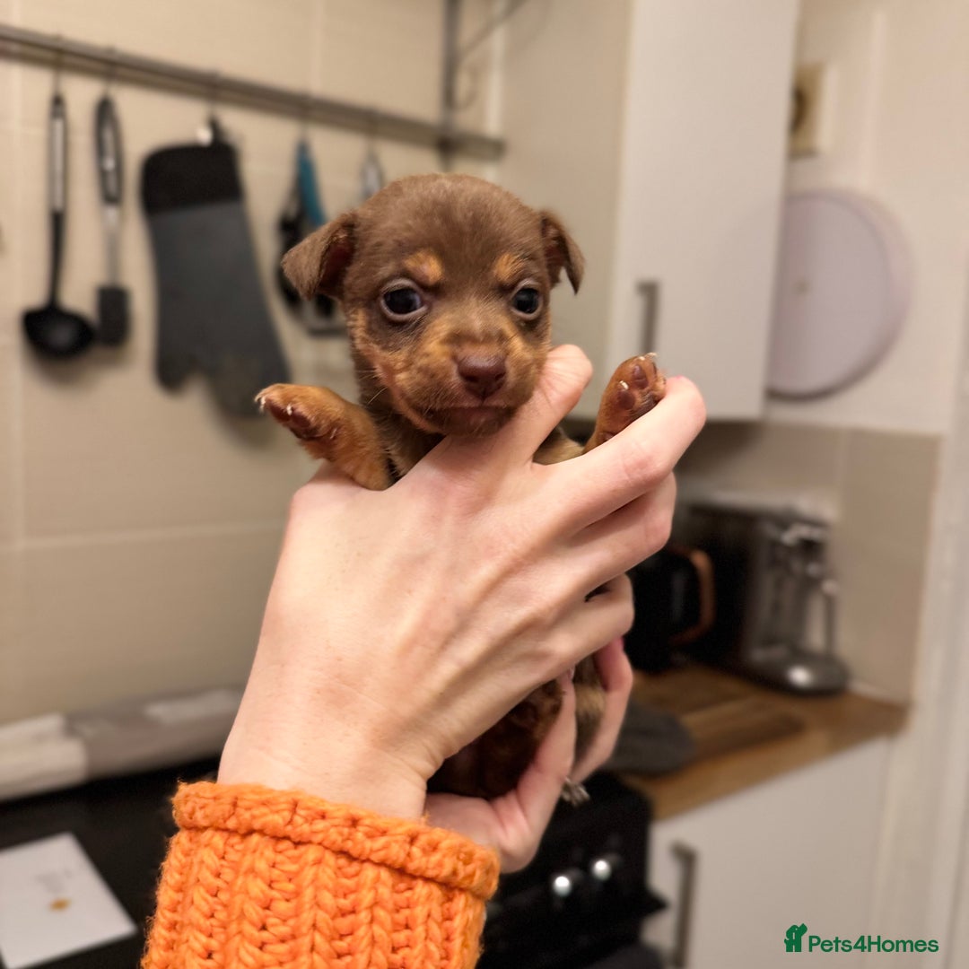 Jack Russell dogs for sale: Stunning miniature jack Russell puppies  - Advert 8