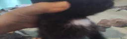 British Shorthair cats for sale: kittens for sale now £225 - Advert 3