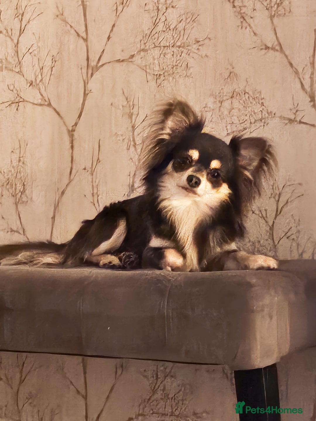 Chihuahua dogs for sale: Long haired chihuahuas  - Advert 1