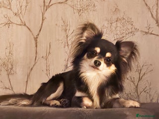 Chihuahua dogs Long haired chihuahuas - Advert 2