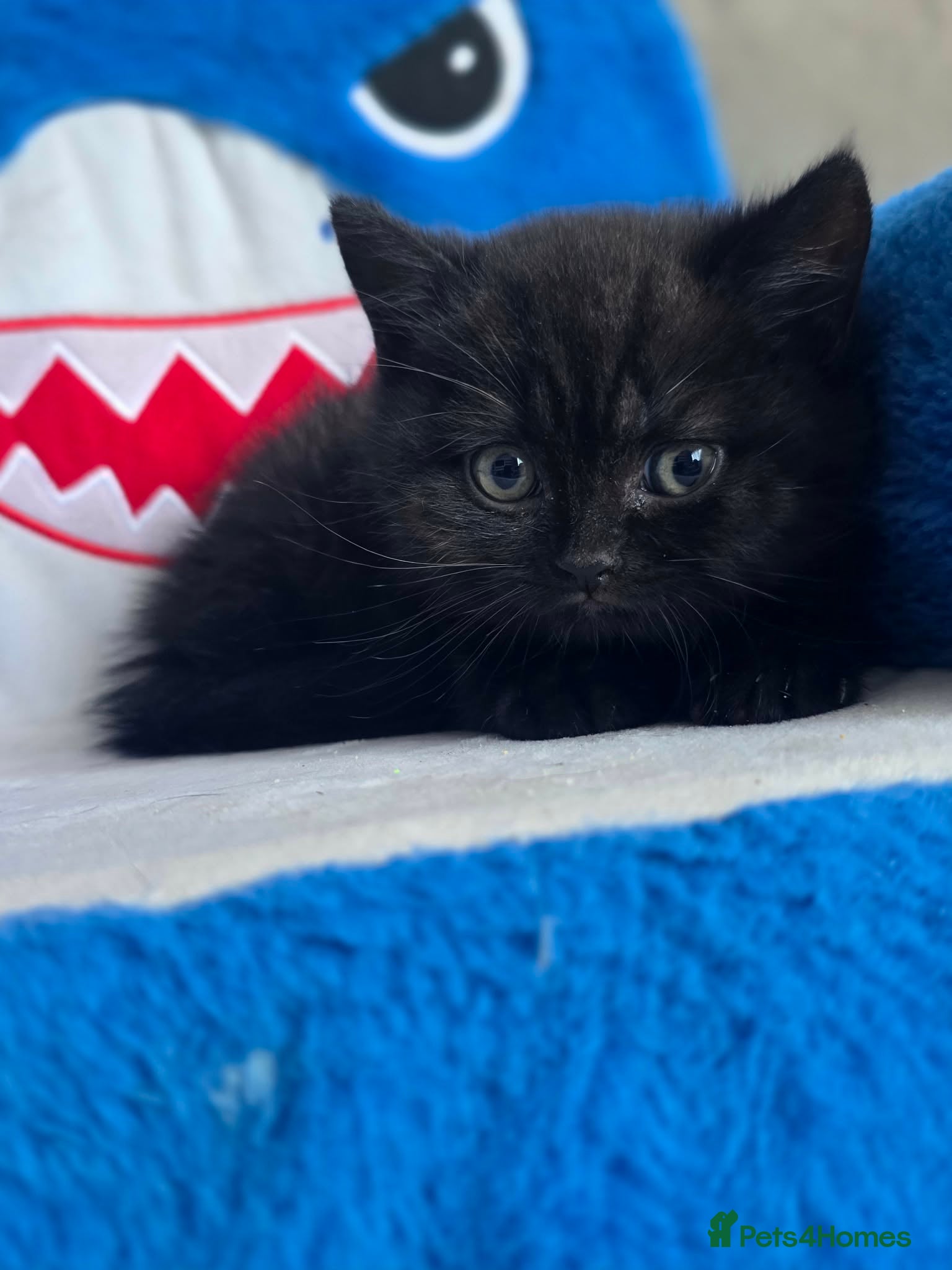 British Shorthair cats 😻Happy kittens 😻 - Advert 2