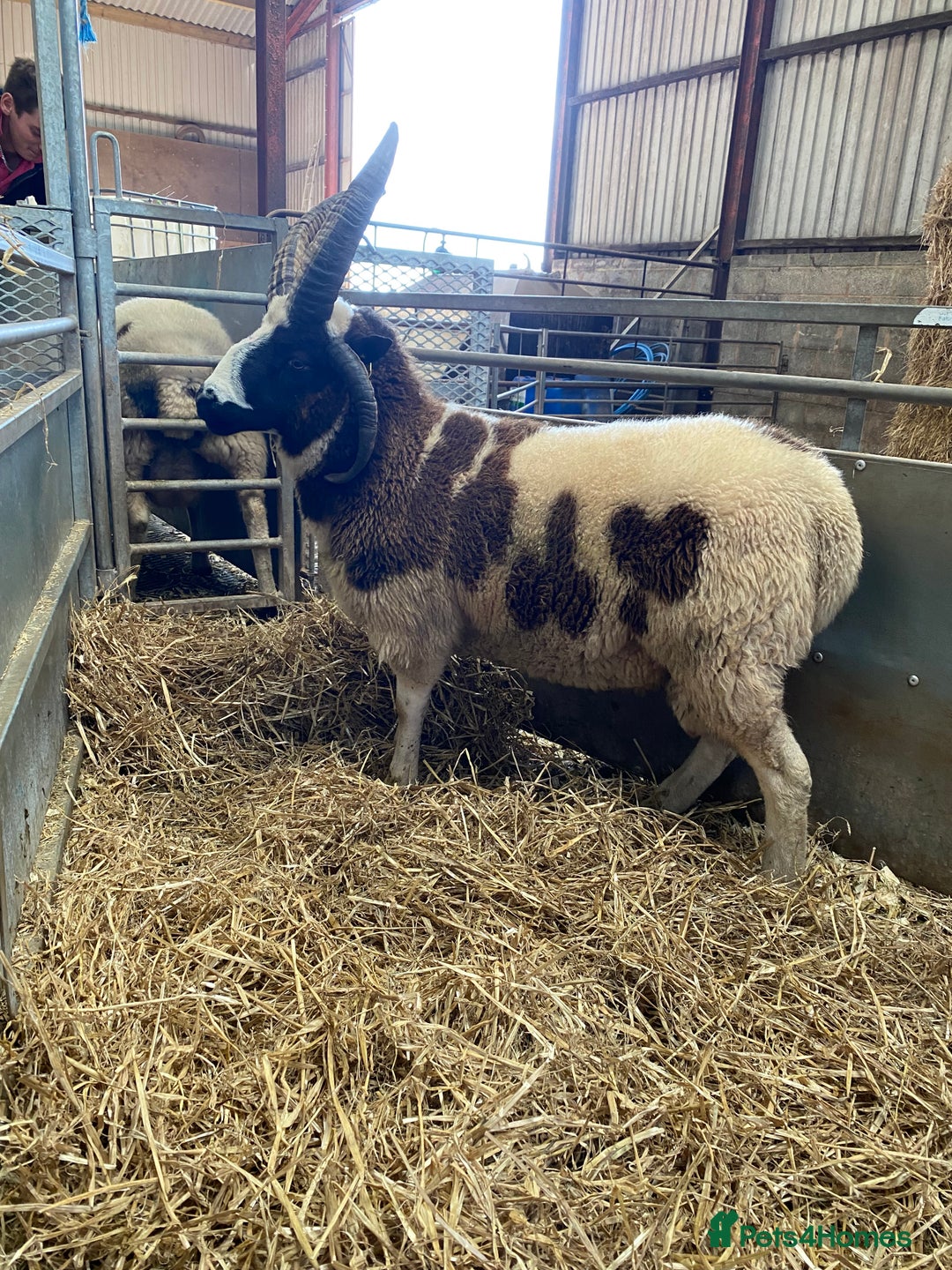 Sheep livestock for sale: Jacob rams  - Advert 4