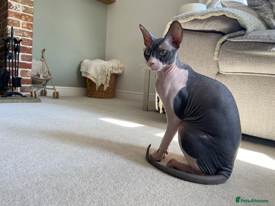 Sphynx cats for sale: Sphynx Cats  - Advert 2