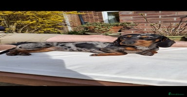 Miniature Dachshund dogs - Advert 1