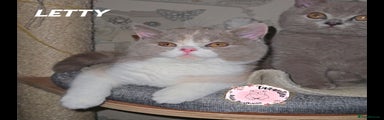 Letty