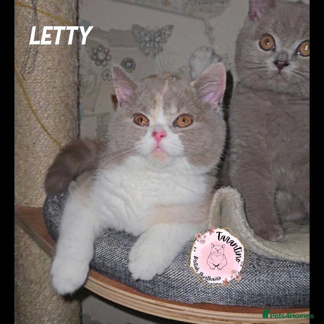 British Shorthair cats for sale: GCCF REGISTERED BRITISH SHORTHAIR KITTENS  - Advert 32