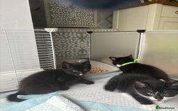 Mixed Breed cats for sale: 4 beautiful kittens - Image 6