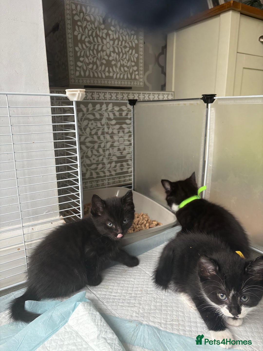 Mixed Breed cats for sale: 4 beautiful kittens - Image 6