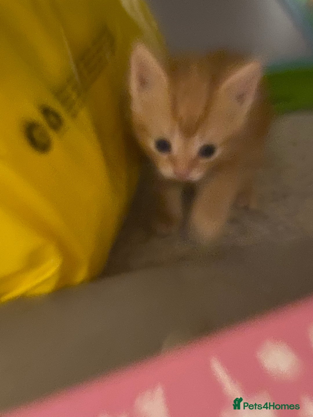 Mixed Breed cats for sale: 2 kittens male and female - Advert 19