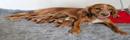 Cocker Spaniel dogs for sale: KC Reg Red Working Cocker Spaniel Puppies - Advert 1