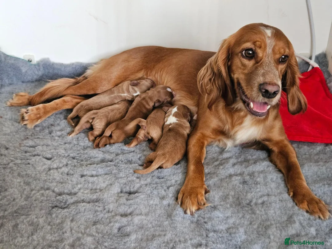 Cocker Spaniel dogs for sale: KC Reg Red Working Cocker Spaniel Puppies - Advert 1