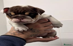 English Bulldog dogs for sale: English bulldog puppies  - Image 11