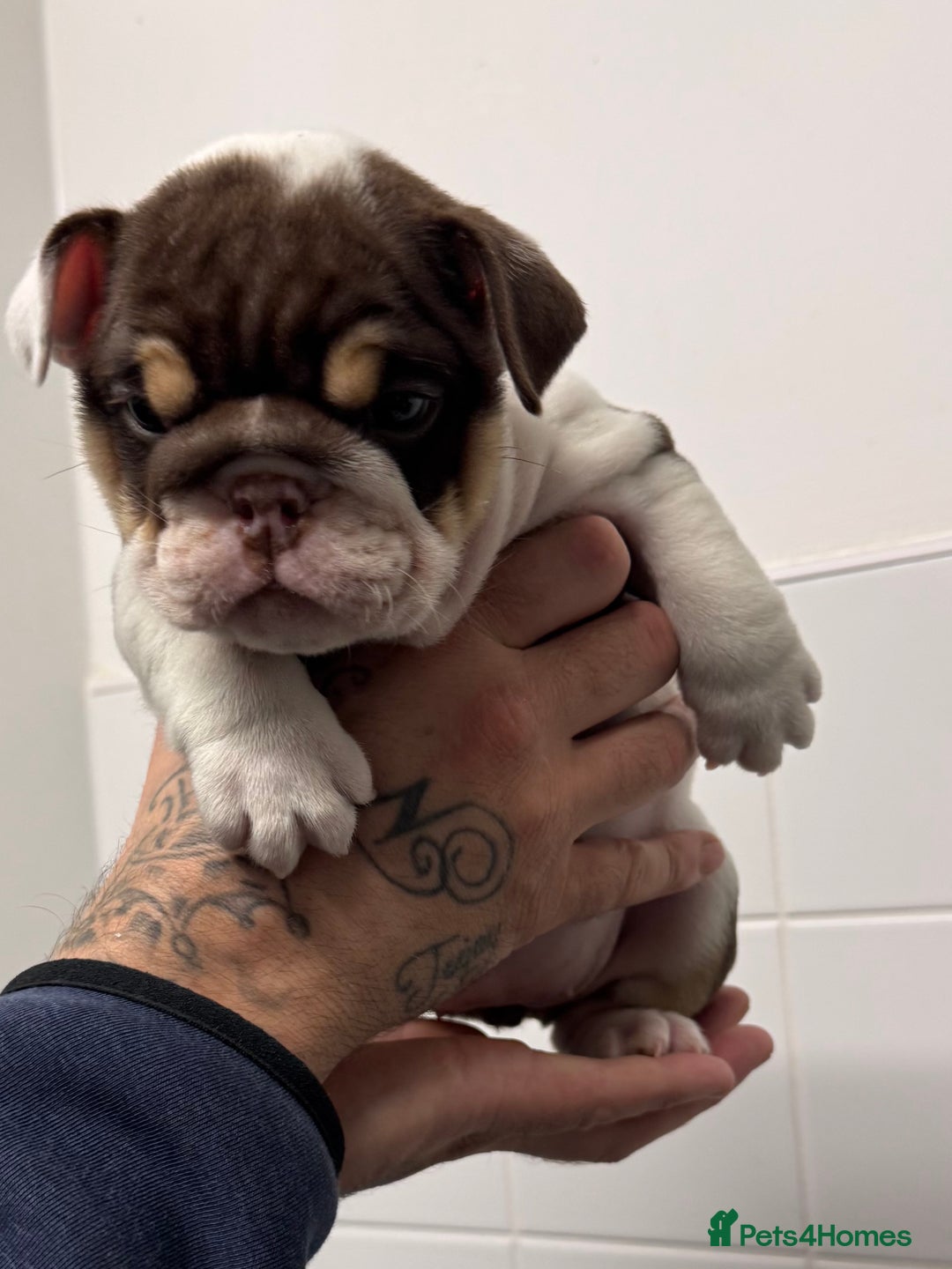 English Bulldog dogs for sale: English bulldog puppies  - Image 11