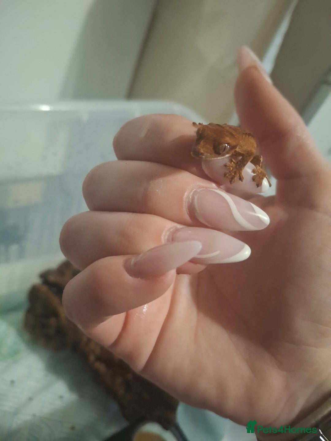 Gecko reptiles for sale: Crested gecko adult and baby - Image 9