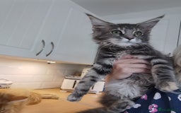 Maine Coon cats for sale: Full pedigree maine coon kittens for sale - Image 18