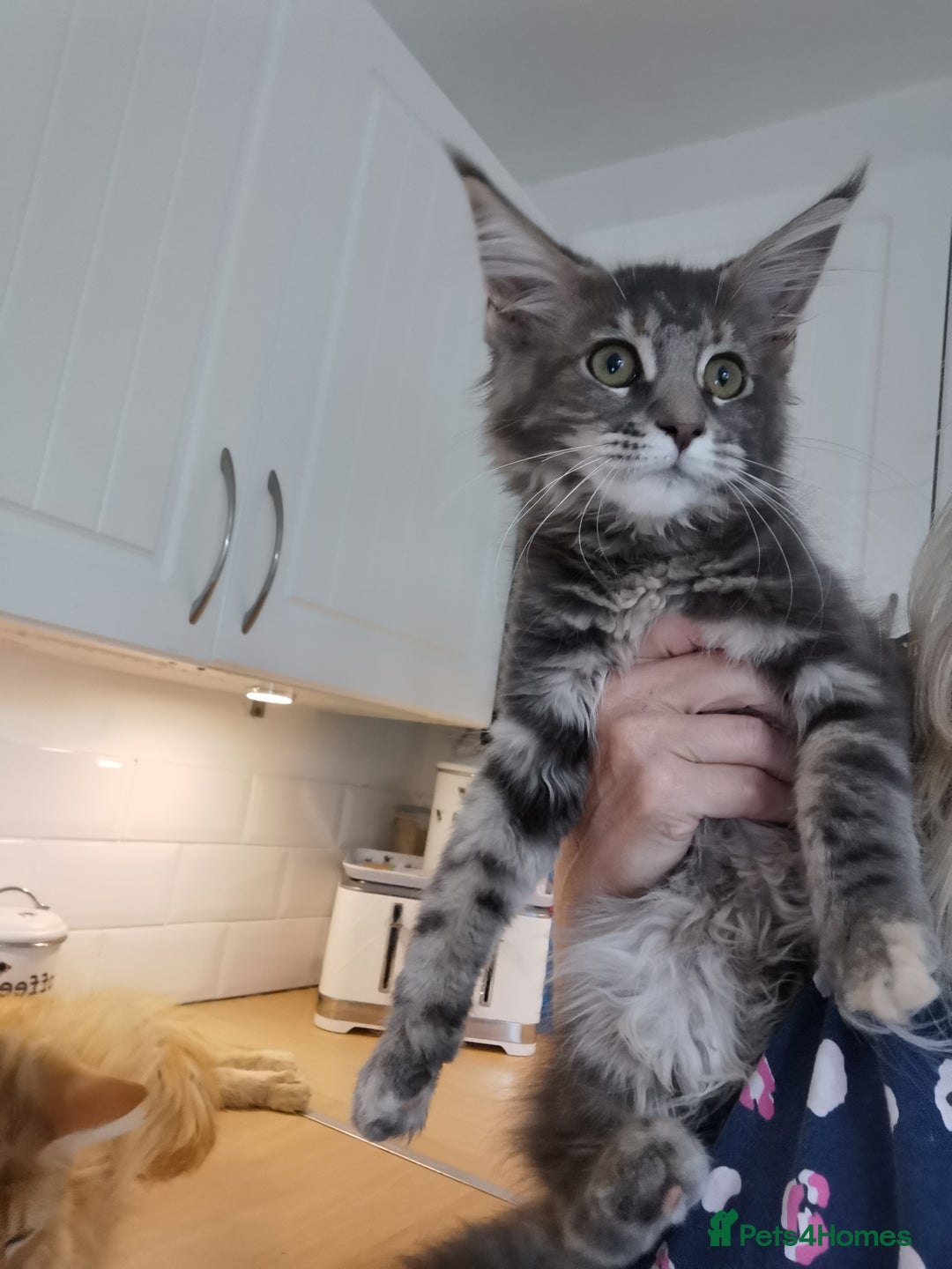 Maine Coon cats for sale: Full pedigree maine coon kittens for sale - Image 18