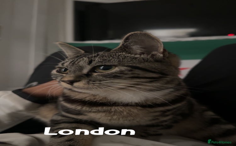 Abyssinian cats - Advert 1