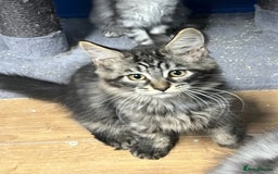 Maine Coon cats for sale: Beautiful Maine Coon kittens for sale - Image 12