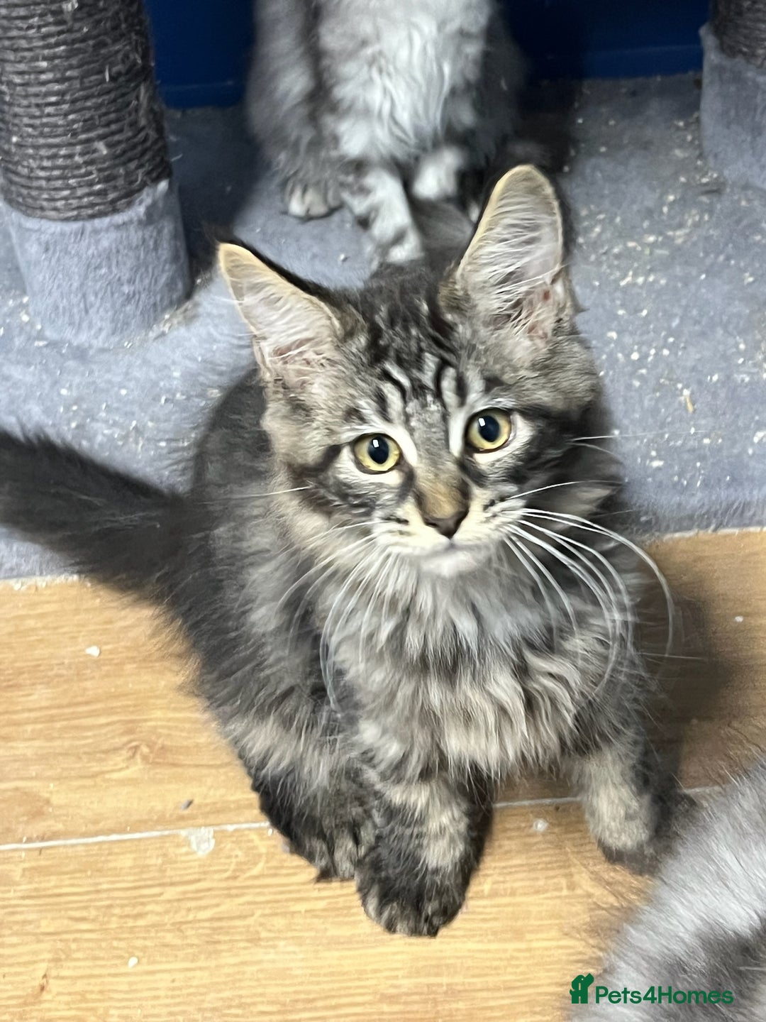 Maine Coon cats for sale: Beautiful Maine Coon kittens for sale - Image 12