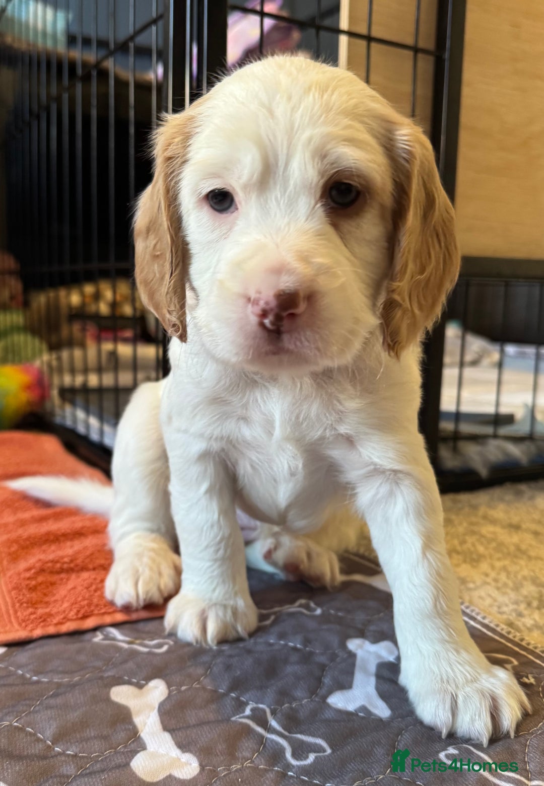 Cockapoo dogs for sale: Two gorgeous F2b Cockapoo girls left  - Advert 7