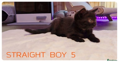 Scottish Fold cats - Advert 14