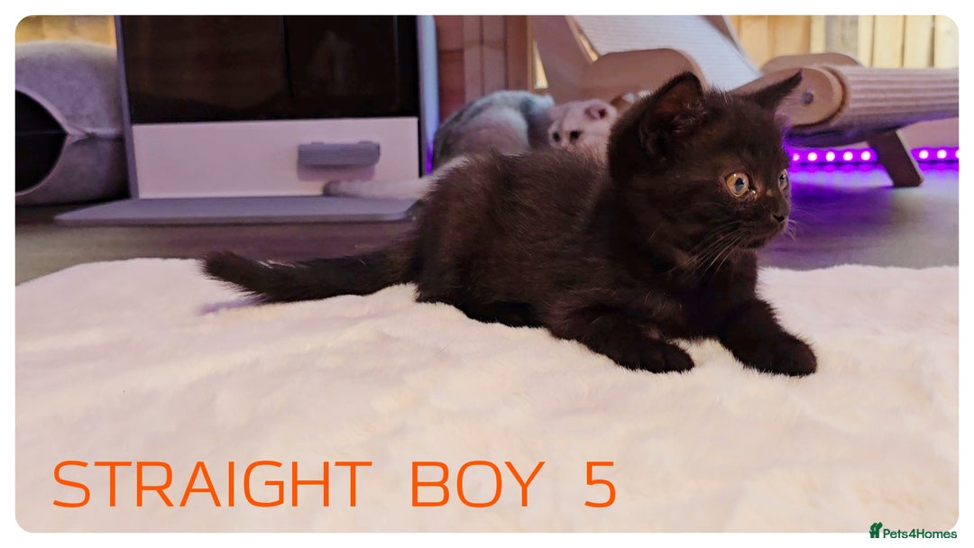 Scottish Fold cats for sale: SCOTTISH FOLD KITTENS ( DELIVERY  AVAILABLE) - Image 3