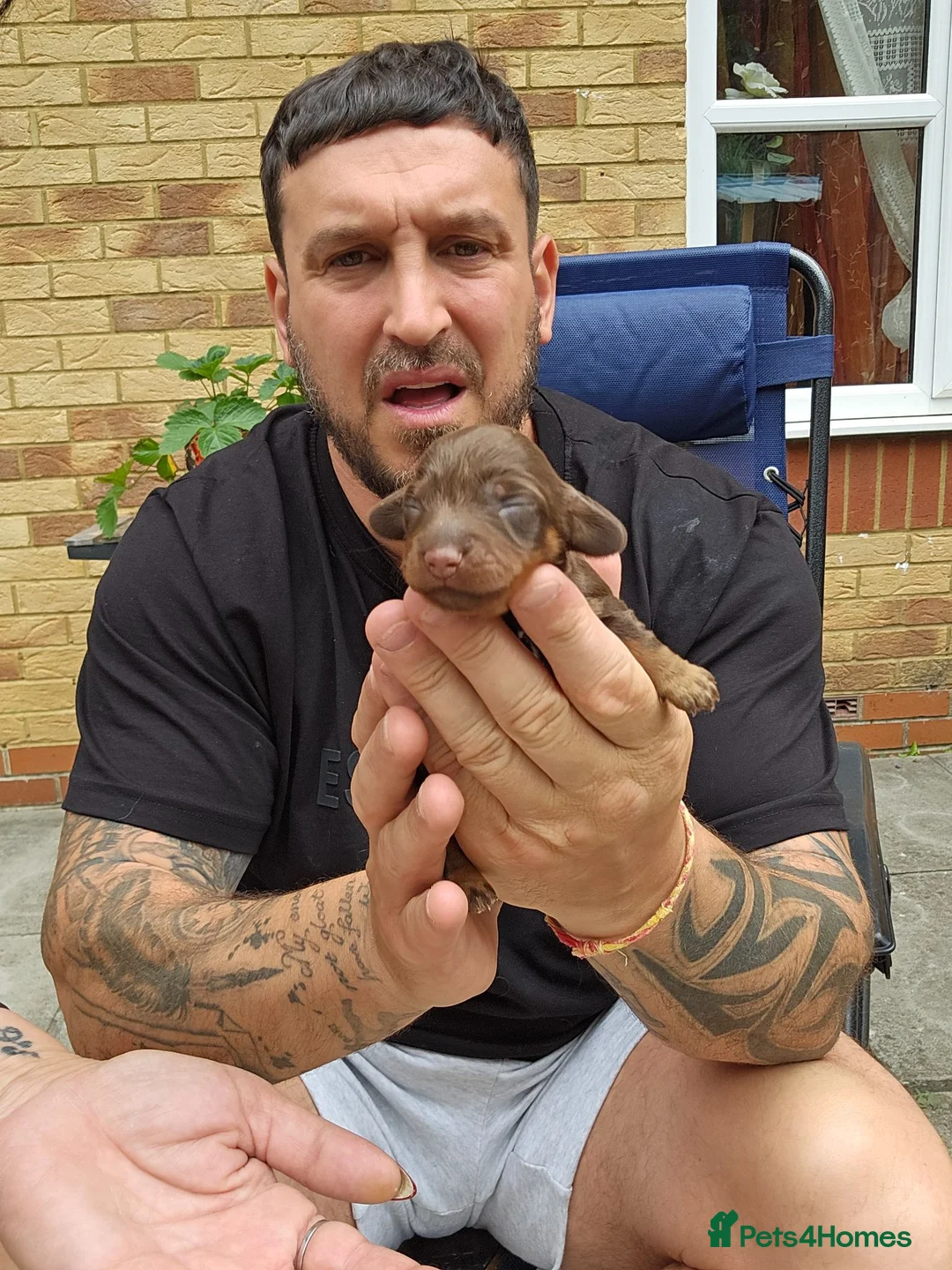 Miniature Dachshund dogs for sale: Miniature dachshund long haired - Advert 2