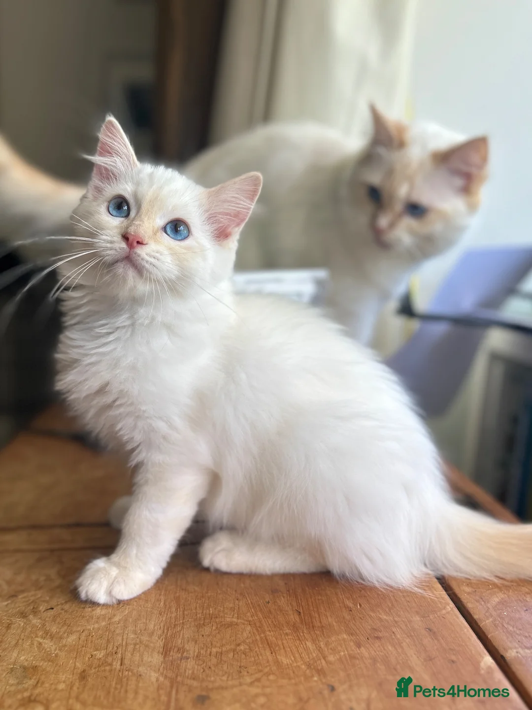 Ragdoll cats for sale: GCCF ACTIVE Cream Colourpoint Ragdoll - Advert 9
