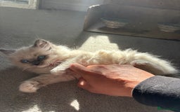 Ragdoll cats for sale: 5 Beautiful Ragdoll Kittens  - Image 6