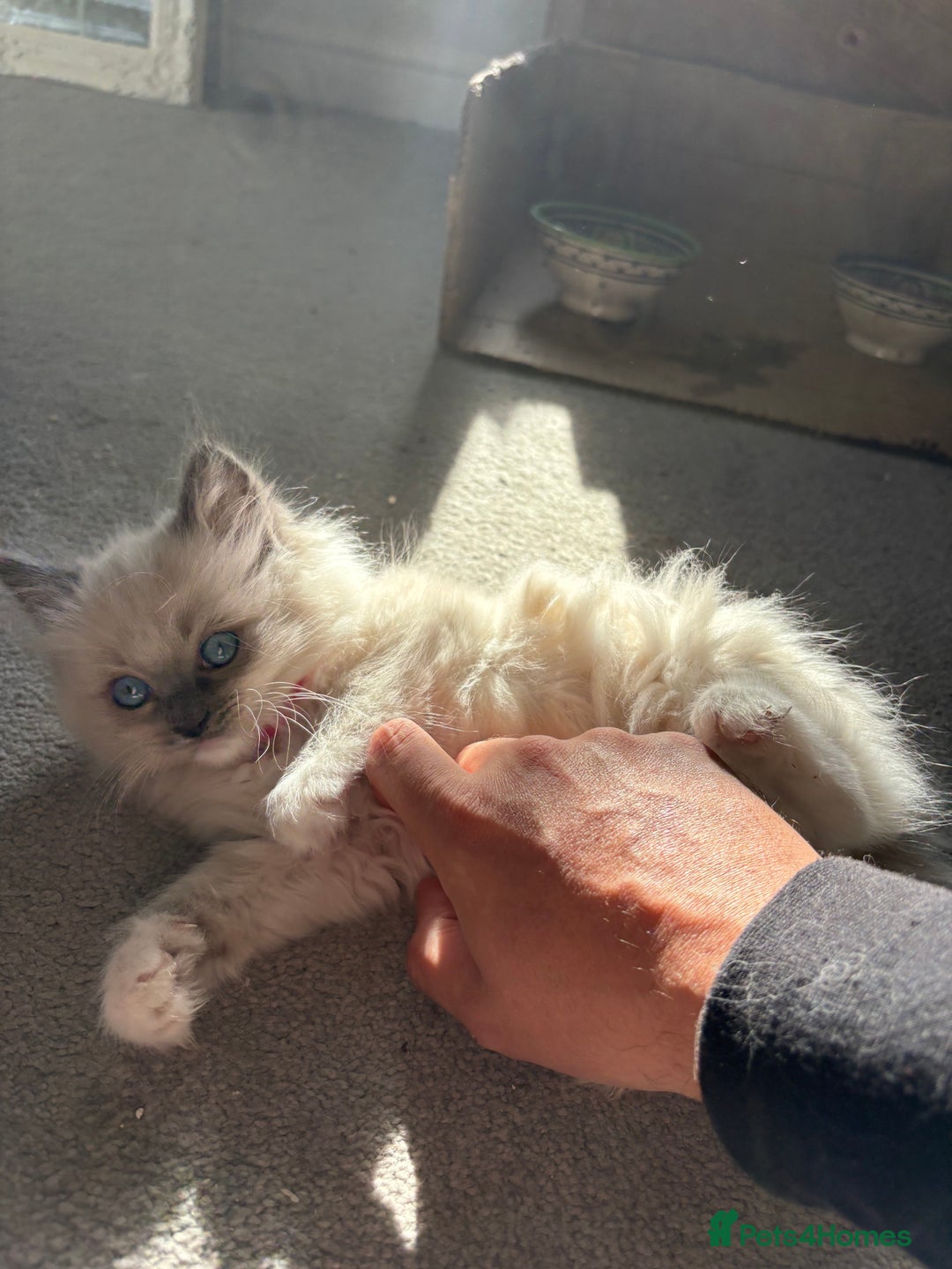 Ragdoll cats for sale: 5 Beautiful Ragdoll Kittens  - Image 6