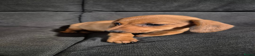 Miniature Dachshund Puppy 2