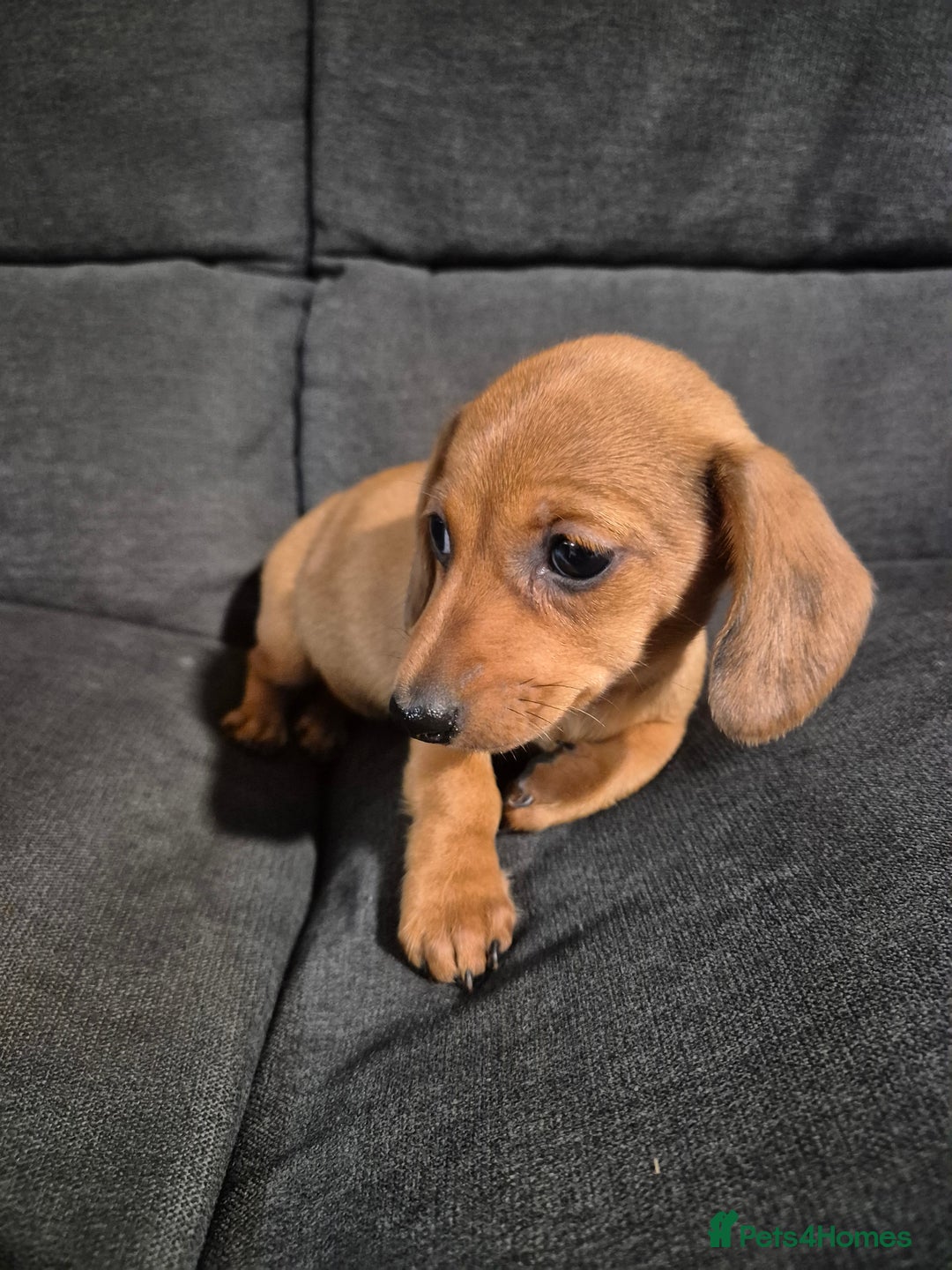 Miniature Dachshund dogs for sale: Miniature Dachshund Puppies  - Image 6