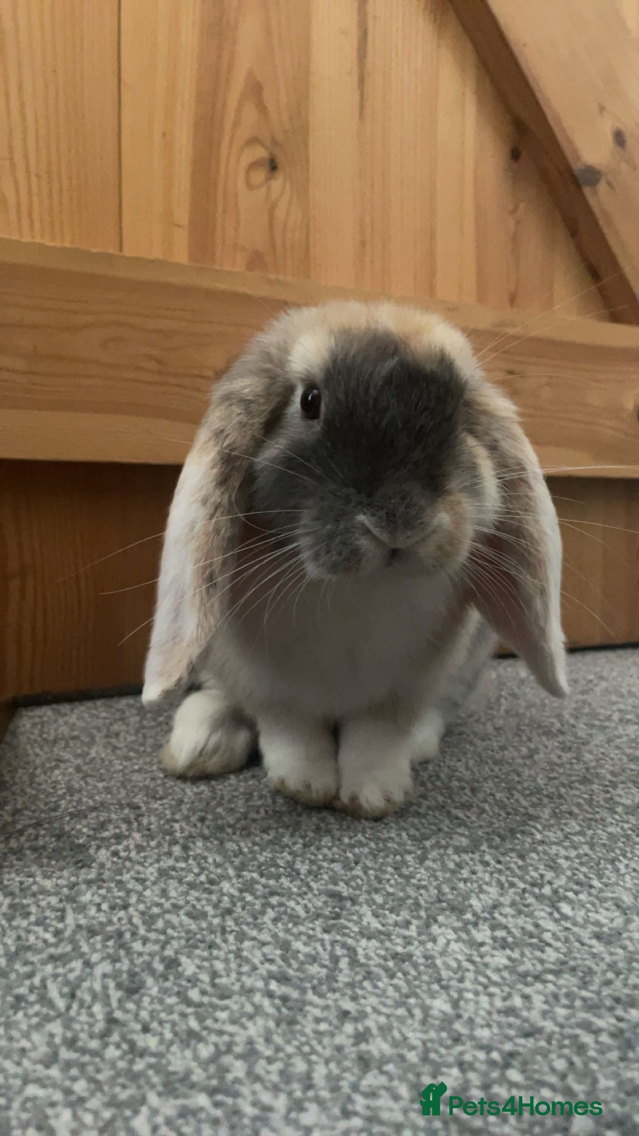 Mini Lop rabbits extremely friendly mini lop - Advert 17