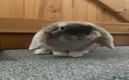 Mini Lop rabbits for sale: extremely friendly mini lop - Advert 1