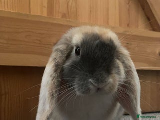 Mini Lop rabbits extremely friendly mini lop - Advert 1