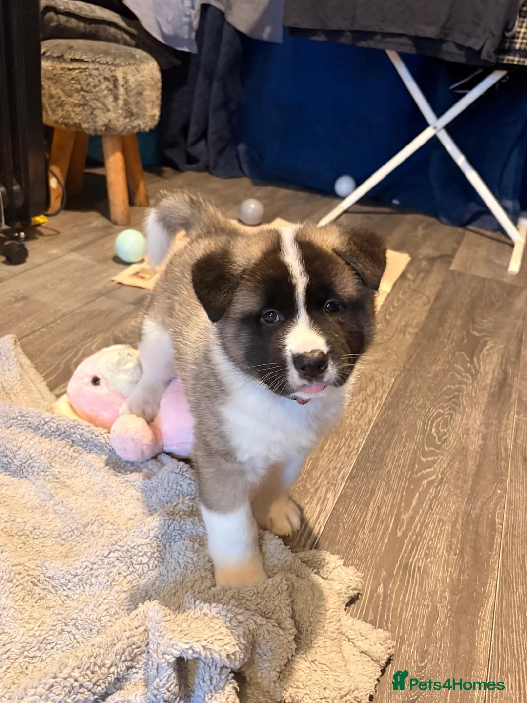 Akita dogs for sale: American Akitas  - Advert 11