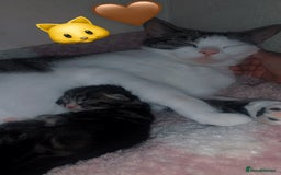 British Longhair cats for sale: 3 tabby kittens - Image 6