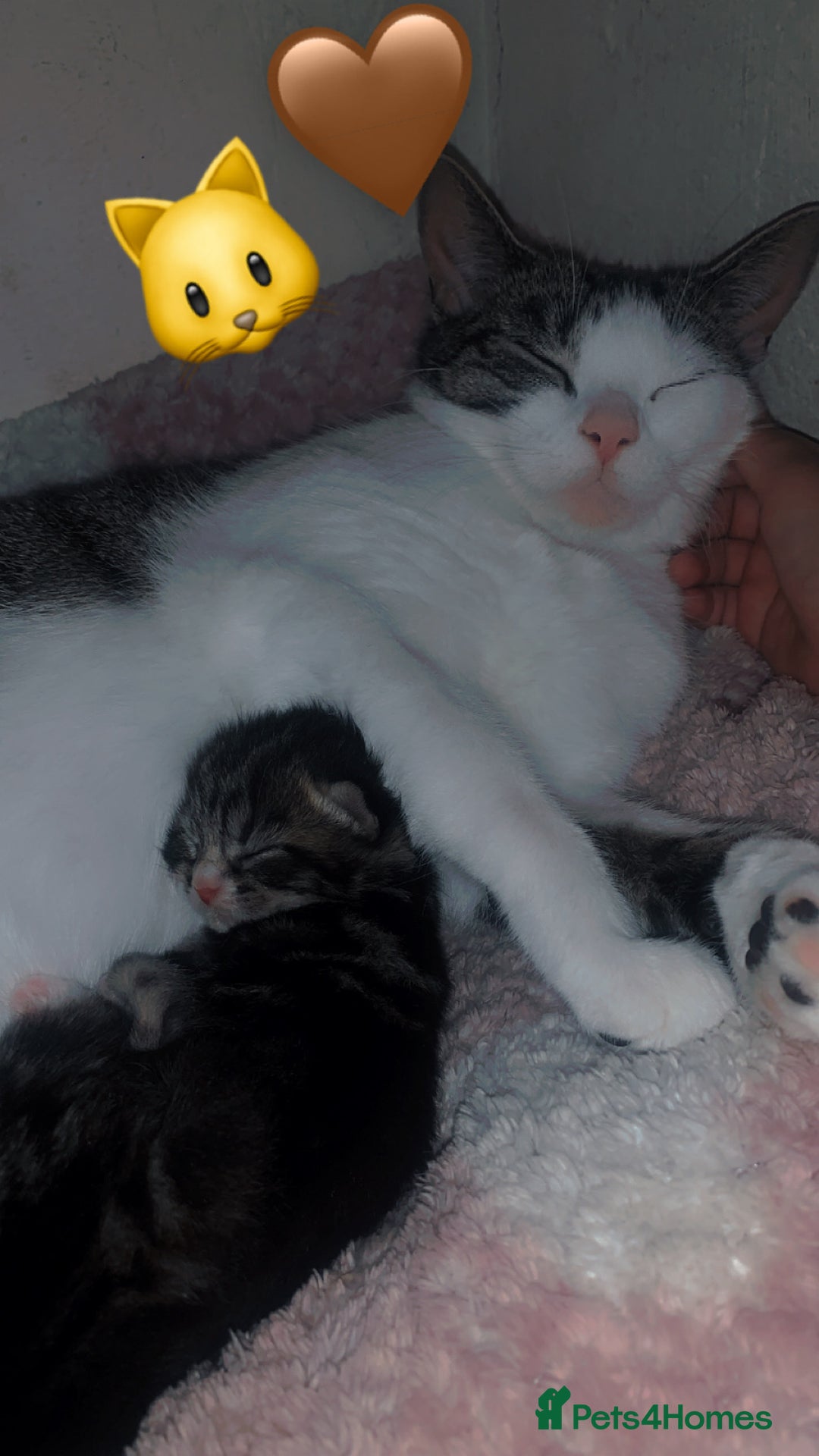 British Longhair cats for sale: 3 tabby kittens - Image 6
