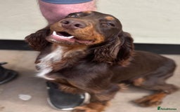 Cocker Spaniel dogs for sale: 3 Female cocker spaniel pups ready to leave now!! - Image 4
