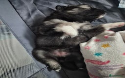 Pomsky dogs for sale: F2 blue eyed female pomsky - Image 6