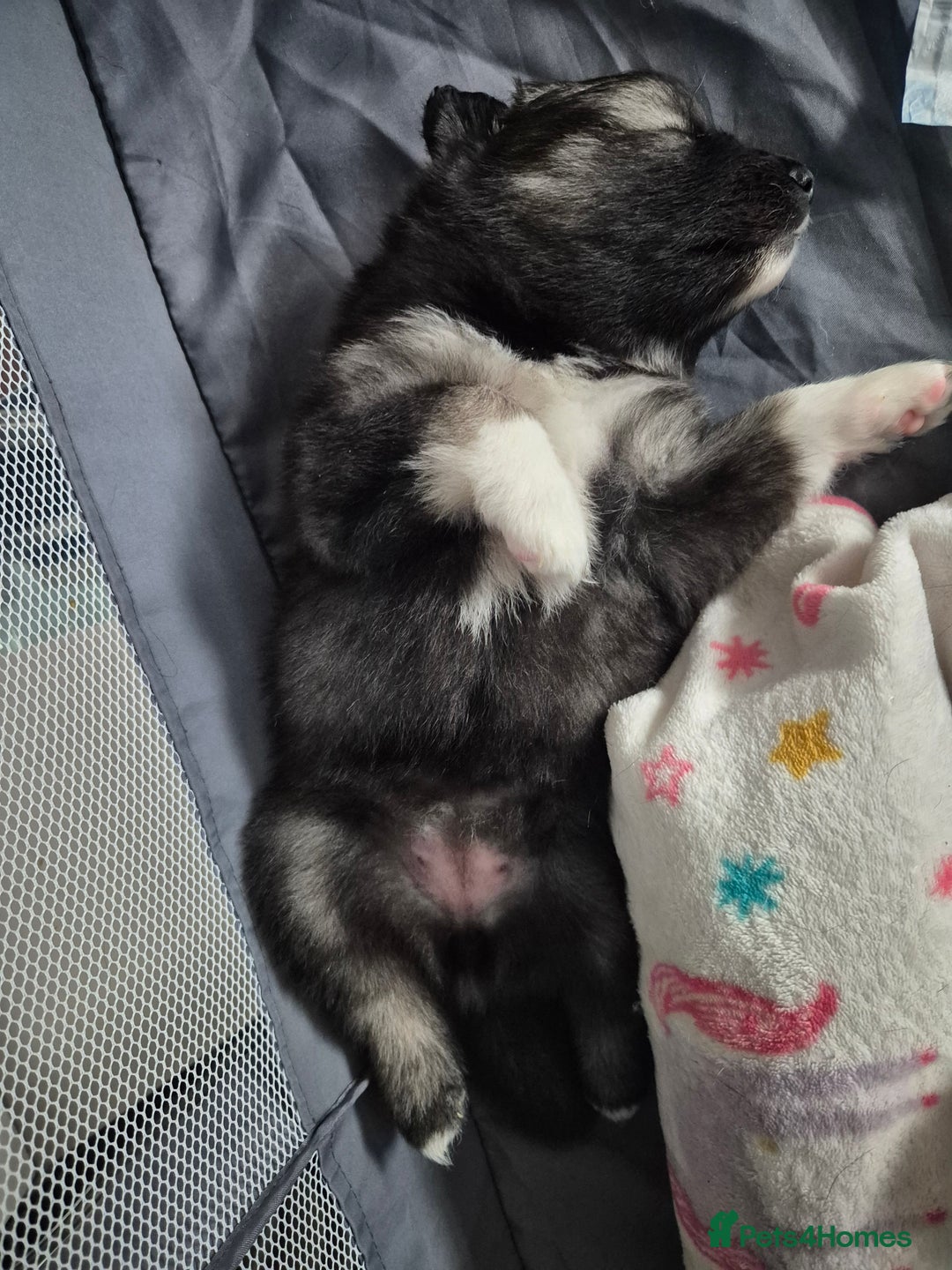 Pomsky dogs for sale: F2 blue eyed female pomsky - Image 6