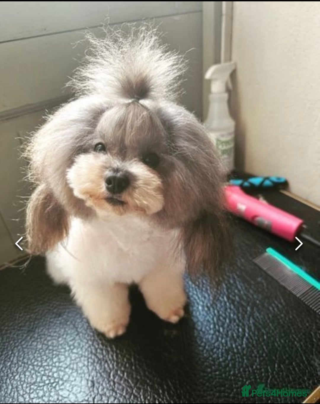 Cockapoo dogs for sale: Asian Toy Poodle X Cockapoo - Image 9