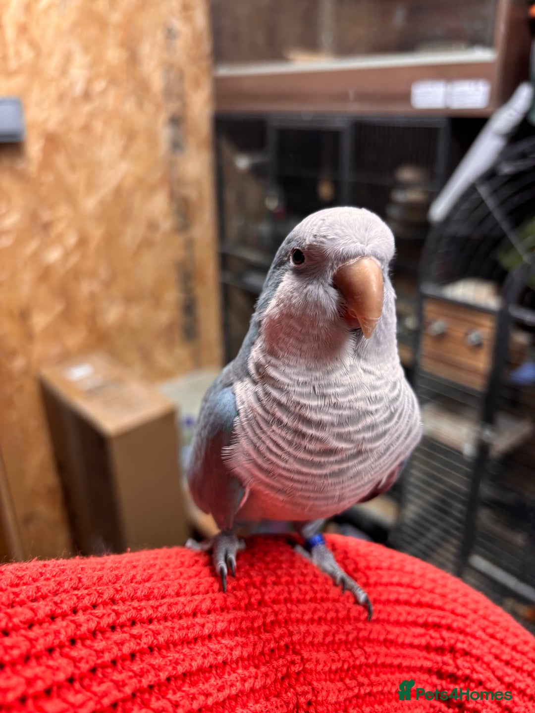 Parrots birds for sale: Pair of Quaker parrots  - Advert 3