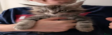 Maine Coon Kitten 3