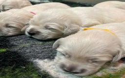 Golden Retriever dogs for sale: Chunky, cream pups - Image 10