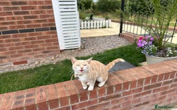 Bengal cats for sale: Two remaining kittens  - Image 7