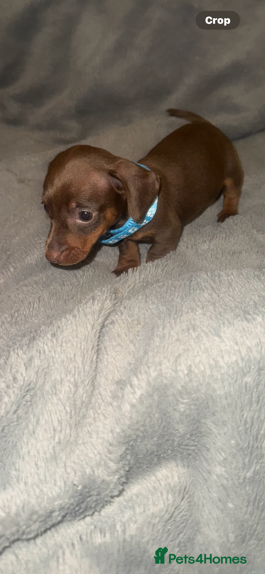 Miniature Dachshund dogs for sale: Miniature dachshund  - Advert 5